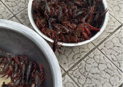 儀征龍蝦調(diào)料價(jià)格突現(xiàn)大跌，市場供需與季節(jié)因素成主因